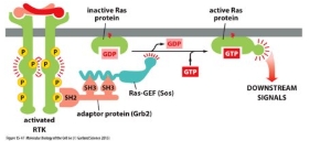 <ul><li><p class="Paragraph WhiteSpaceCollapse SCXP228438980 BCX8" style="text-align: left;"><span><span>RAS and GEF do not bind directly to the RTK</span></span><span style="line-height: 0px;"><span></span></span></p></li><li><p class="Paragraph WhiteSpaceCollapse SCXP228438980 BCX8" style="text-align: left;"><span><span>Binding is mediated by an adapter protein, Grb-2</span></span></p></li></ul><p></p>