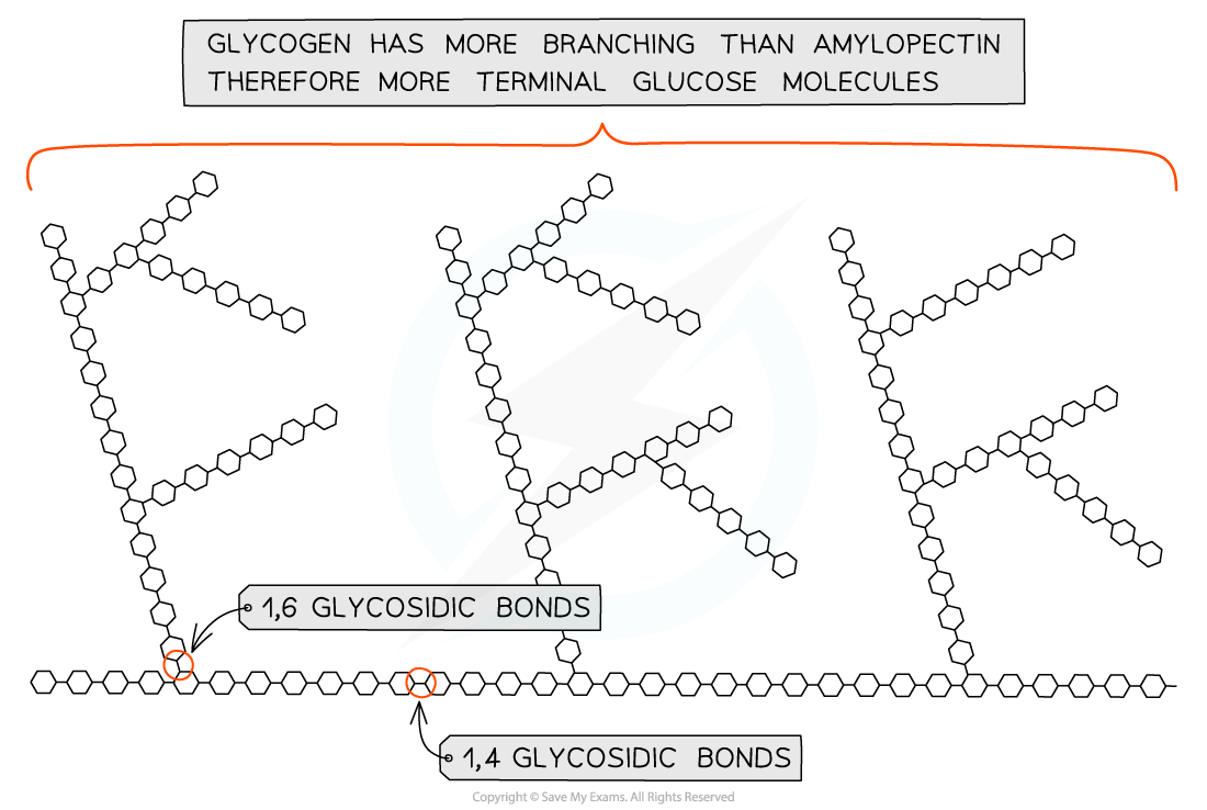 <ul><li><p>storage polysaccharide of animals &amp; fungi</p></li><li><p><span>made of chains of 1,4 linked α-glucose with 1,6 linkages forming branches</span></p></li></ul><p>→ similar structure to amylopectin but more branched</p><p></p>