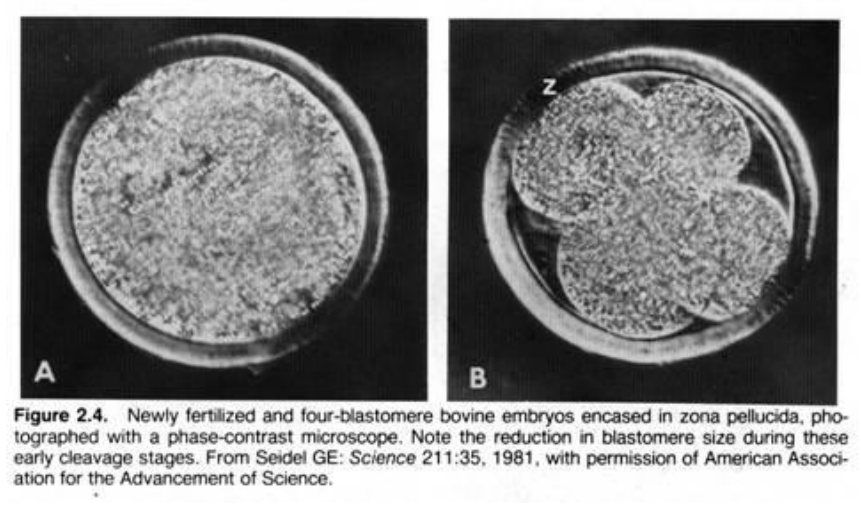 <ul><li><p>a series of rapid (mitotic) division following fertilisation </p><ul><li><p>cell size progressively diminishes from that of the zygote</p></li><li><p>absence of cell growth phase between each division</p></li></ul></li></ul>