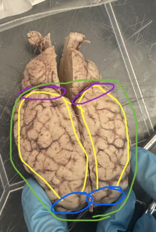 <p>What is the blue circle indicating on the sheep's brain?</p>