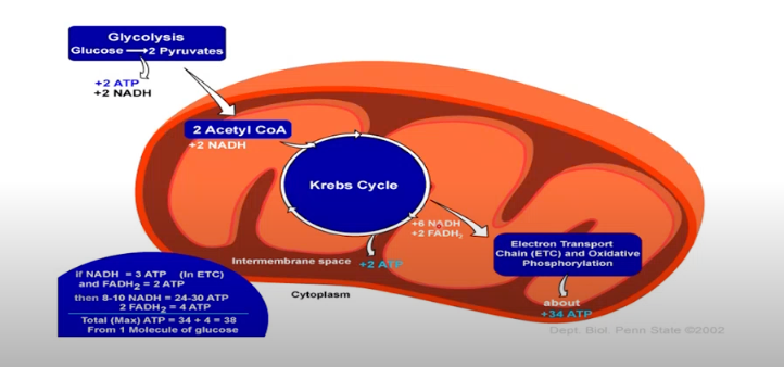 <p><strong>Powerhouse of the cell - generating ATP</strong></p><p>Net production = 38mol A TP/mol glucose</p><p>Glycolysis in the cytosol produces 2 ATP/mol glucose</p><ul><li><p><u>Within mitochondria:</u></p><ul><li><p>Krebs / Citric Acid Cyle</p></li><li><p>Beta-Oxidation - fatty acids into Acetyl CoA</p></li><li><p>Formation of components of sex hormones</p></li><li><p>Formation of components of heme</p></li><li><p>Calcium homeostasis</p></li></ul></li></ul><p></p>