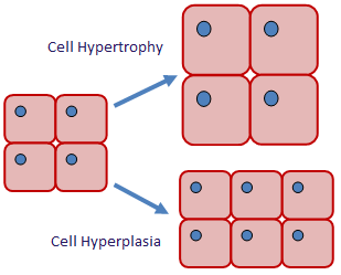 <p>increase in cell size</p>