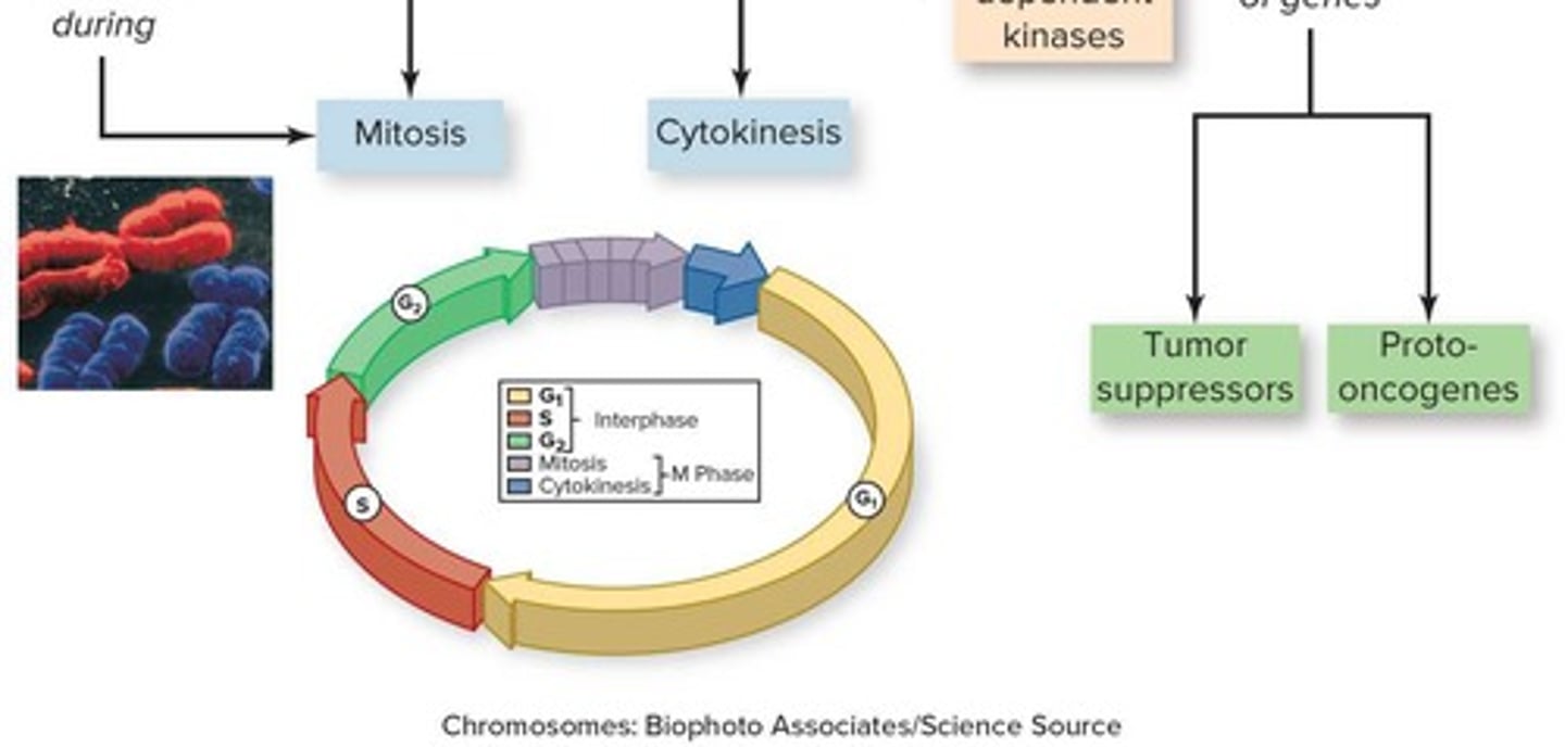 <p>Series of phases leading to cell division.</p>