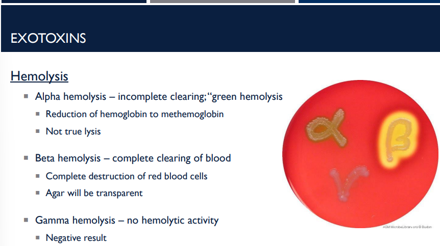 <p>Describe the different types of hemolysis </p>