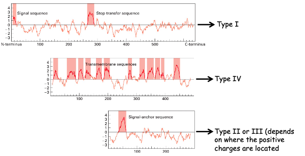<p>Plots help determine the type of membrane protein. Hydropathic index for groups of 20 AAs are calculated and plotted <strong><span style="color: inherit">against</span></strong> <strong><span style="color: inherit">the protein sequence</span></strong></p><ul><li><p>the more hydrophobic the AA, the more positive the hydropathic index </p></li></ul><p>★ we can’t further clarify the last plot since we don’t know where the positive charges are par rapport au SA sequence</p><p>☆ tail-anchored protein would only have one hydrophobic peak at the end of the plot</p><p>☆ GPI-anchored proteins enter similarly to TYPE I so a peak would be seen at both the very beginning and very end of the plot</p>