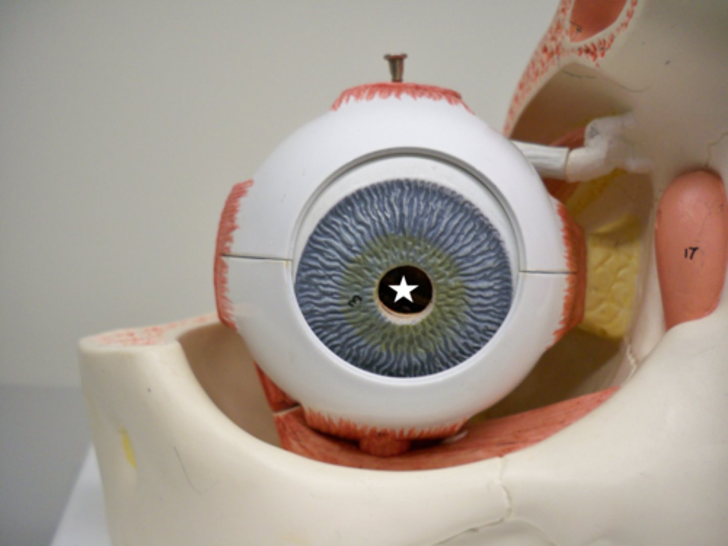 <p>The hole located in the iris that changes size to allow different amounts of light into the inner eye.</p>