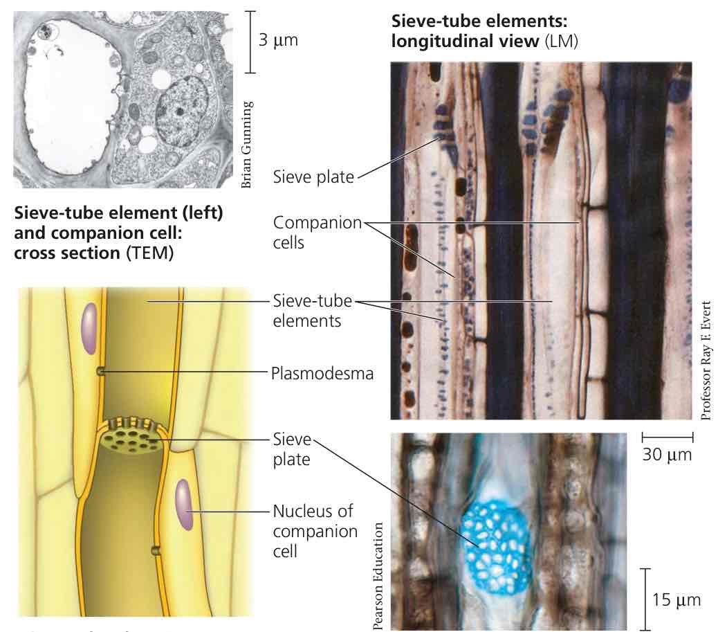 <p>Vascular tissue transporting sugars from root to shoot and shoot to root. Cells are alive at functional maturity.</p>