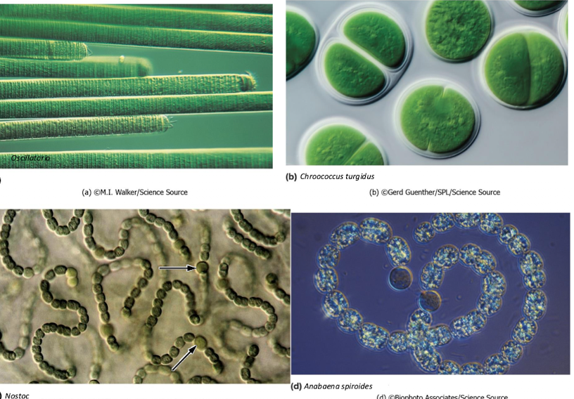 <p>Cyanobacteria</p>