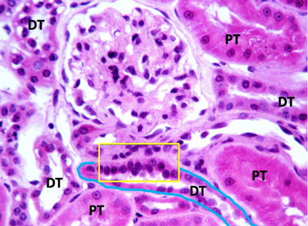 <p>what structure is outlined by the yellow box </p>