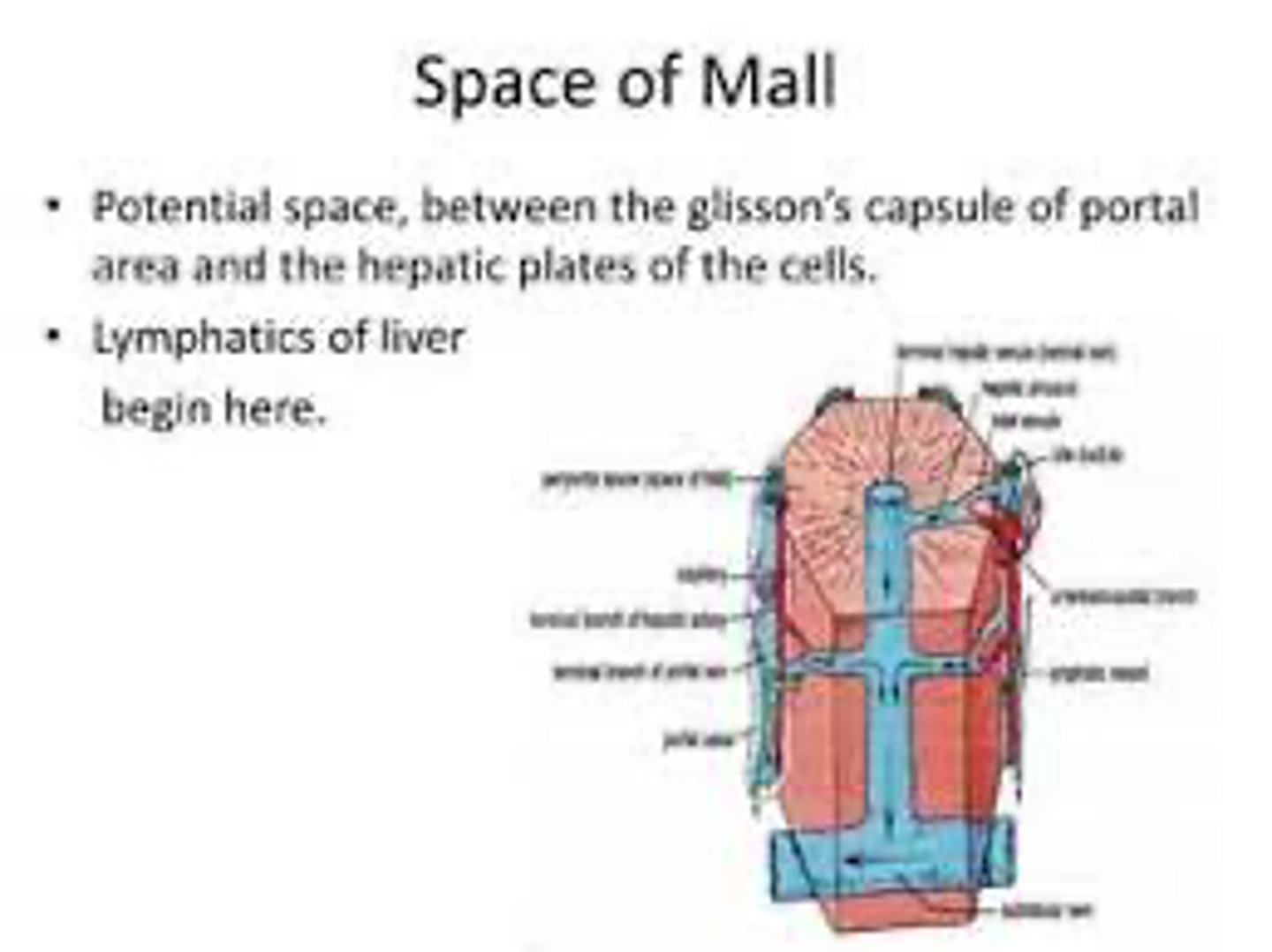 <p>Space of Mall: </p><p>region that separates the limiting plate (composed of modified hepatocytes) from the connective tissue (glissons capsule) in the portal area. </p><p>SEPARATES CONNECTIVE TISSUE (GLISSONS CAPSULE) FROM LIMITING PLATE</p>