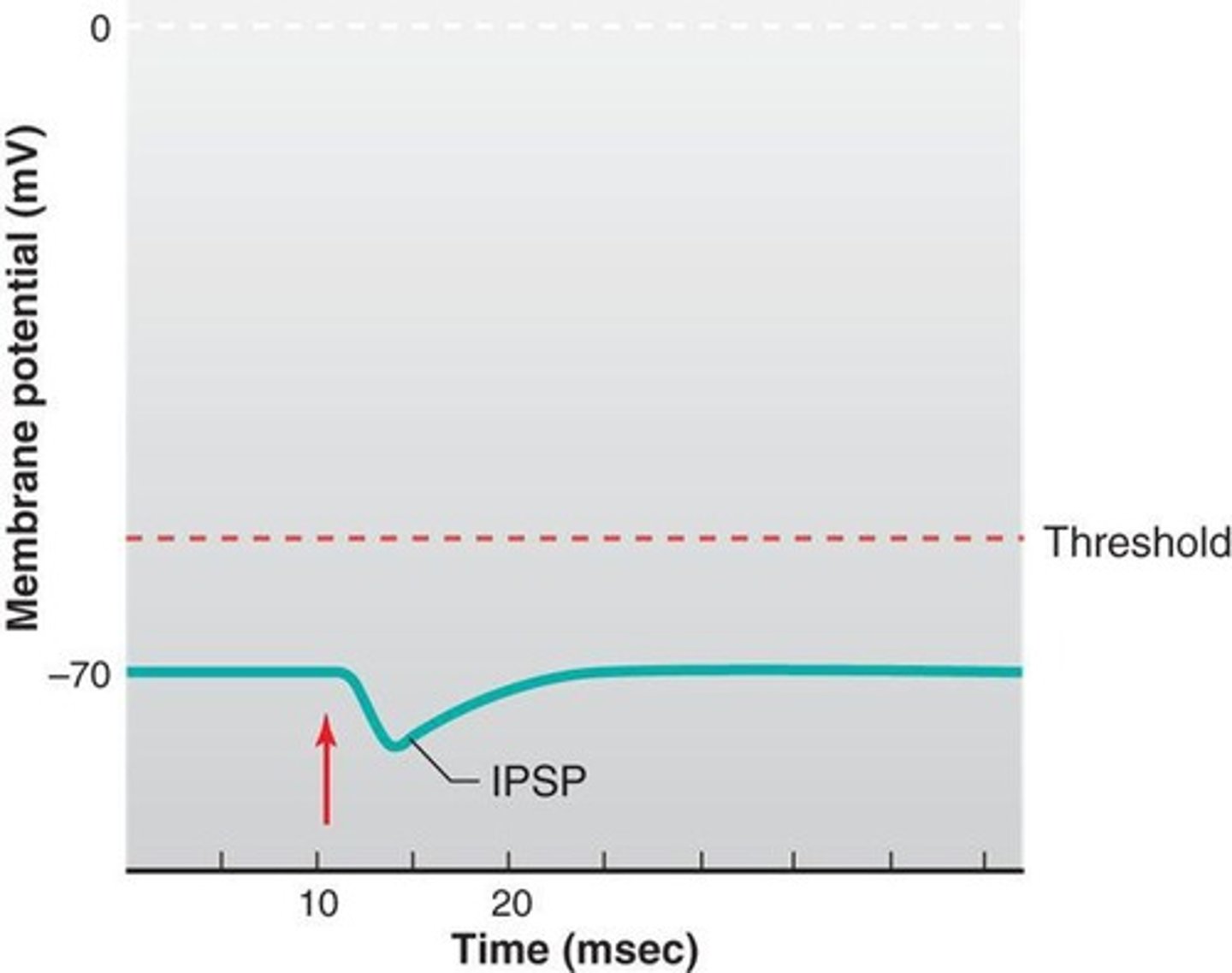 <p>Neurotransmitters can be either excitatory (EPSP) or inhibitory (IPSP), influencing the likelihood of action potential firing.</p>