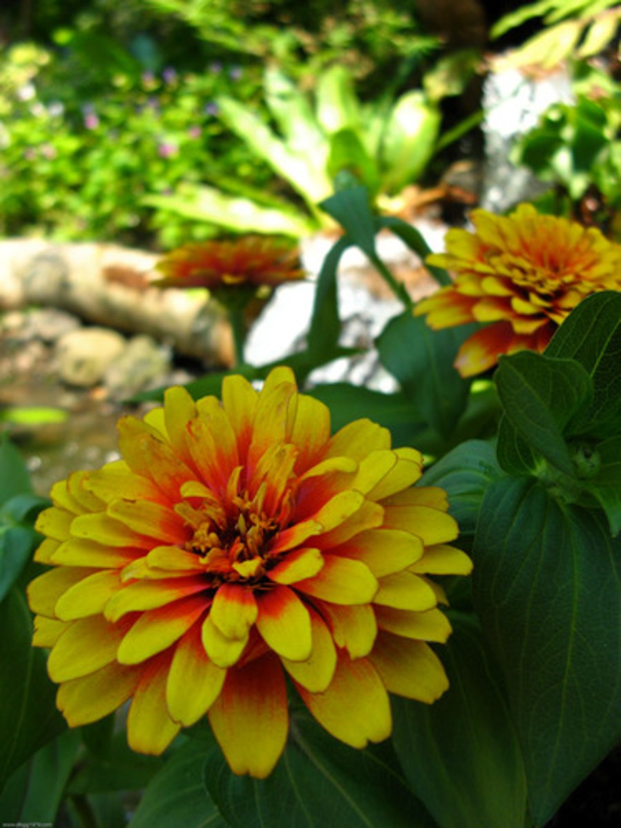 <p>Zinnia angustifolia (Zinnia linearis)</p>