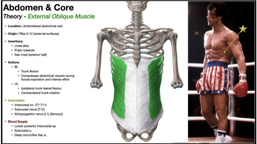 <ul><li><p>Most superficial of 3 flat muscles — immediately deep to superficial fascia</p></li><li><p>Fibers run inferiomedially</p></li><li><p>Courses from 5th to 12th rib ventromedially until the anterior layer of the rectus sheath</p></li><li><p>Originates at serratus anterior &amp; latissimus dorsi muscles</p></li><li><p>Ventrally builds a large aponeurosis extending medially to form the linea alba, which extends from the xiphoid process to the pubic symphysis — inferior margin forms inguinal ligament</p></li><li><p>Innervation —</p><ul><li><p>Anterior rami of lower six thoracic spinal nerves (T7 to T12)</p></li></ul></li><li><p>Function —</p><ul><li><p>Compress abdominal contents; both muscles flex trunk; each muscle bends trunk to same side, turning anterior part of abdomen to opposite side</p></li></ul></li></ul>