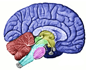 <p>Where is the cerebellum?</p>
