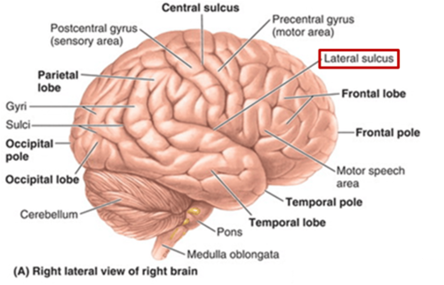 <p>lateral (sylvian) sulcus/fissure</p>