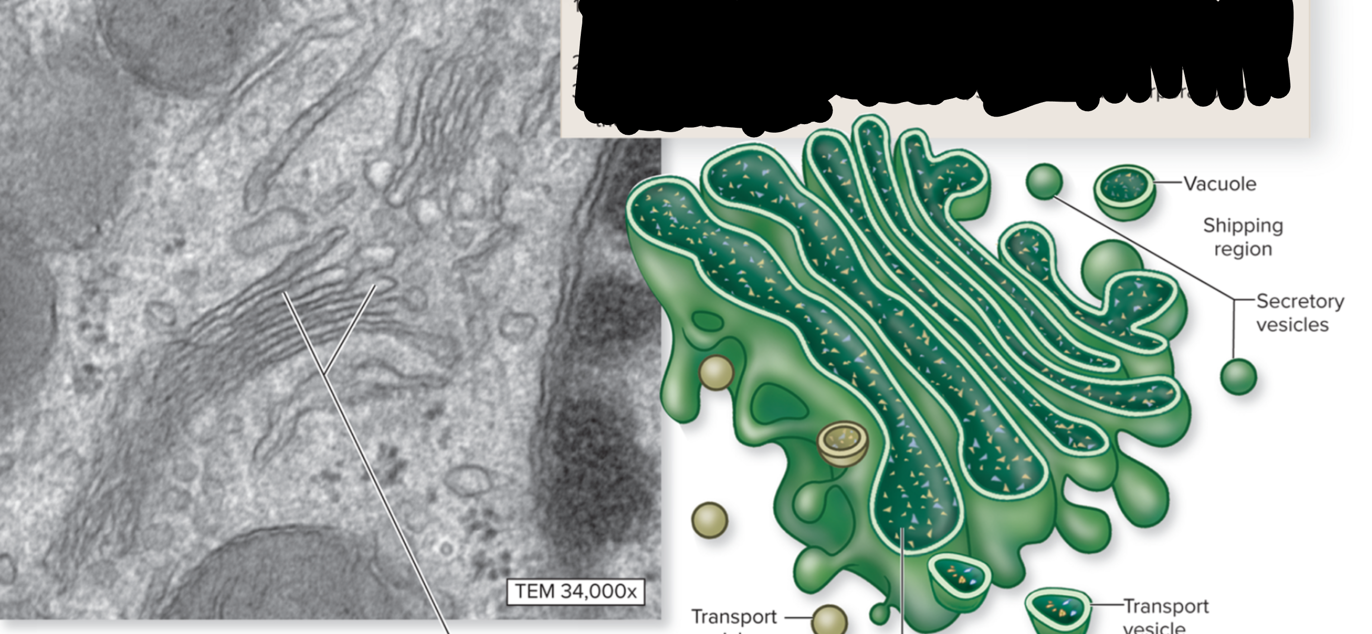 <p>What is the function of the golgi apparatus?</p>