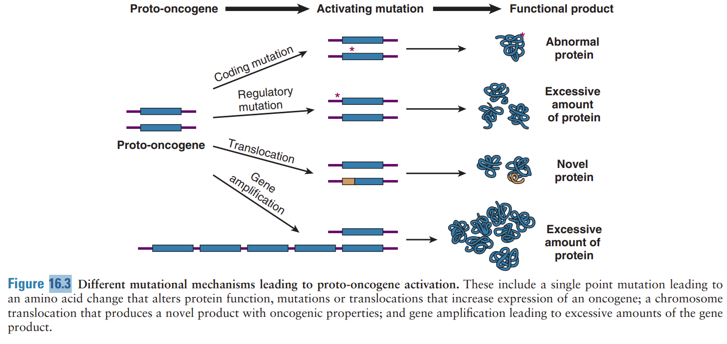 <p><span style="font-family: &quot;Times New Roman&quot;, serif;">Mutations in DNA that lead to cancer:</span></p><p class="MsoListParagraph"><span style="font-family: Aptos, sans-serif;">-</span><span style="font-family: &quot;Times New Roman&quot;; line-height: normal; font-size: 7pt;">&nbsp;&nbsp;&nbsp;&nbsp;&nbsp;&nbsp;&nbsp;&nbsp;&nbsp; </span><span style="font-family: &quot;Times New Roman&quot;, serif;">Point mutations, deletions, insertions, tandem duplications, gene amplification (CNV), translocations</span></p><p class="MsoListParagraph"><span style="font-family: &quot;Times New Roman&quot;, serif;">mutational mechanisms that lead to proto-oncogenes…</span></p><ul><li><p class="MsoListParagraph">single point mutations that alter protein function, translocations that increase the expression of an oncogene, chromosome translocation that produces a novel product with oncogenic properties, &amp; gene amplification leading to excessive amounts of gene product</p></li></ul><p></p>
