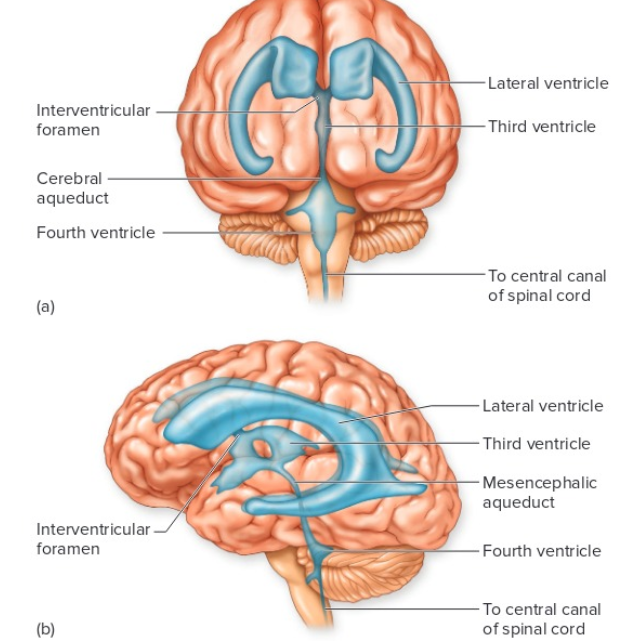 <p>cavities of the brain filled with cerebral spinal fluid</p>