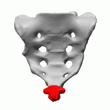 Coccyx (tail)1 fused-up element (4) plays important role in holding muscles that hold  pelvic viscera in place 