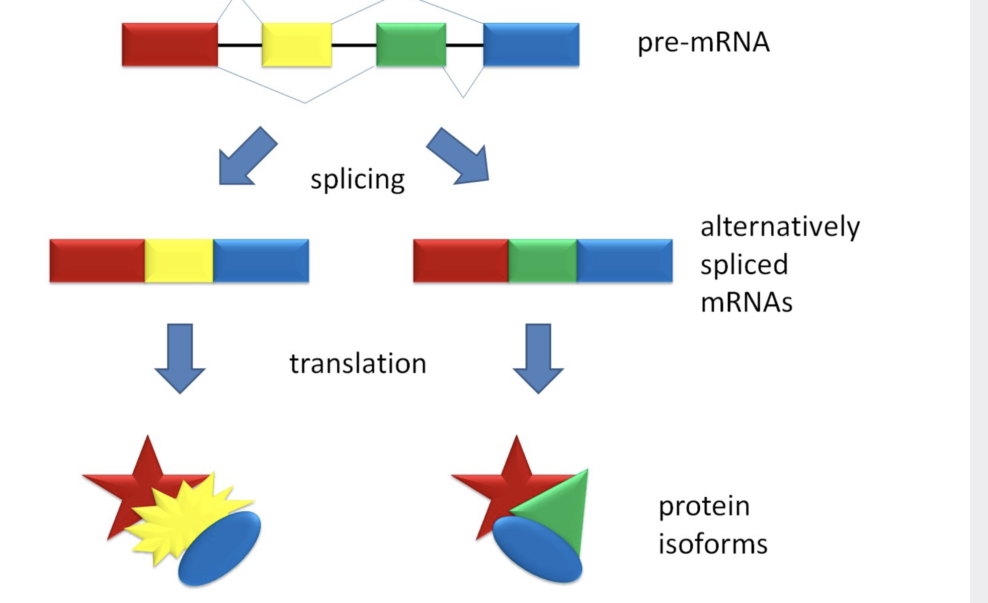 <p>Some introns contain sequences that regulate gene expression.</p><p>.Some genes can encode more than one kind of polypeptide, depending on which segments are \n treated as exons during splicing. This is called alternative splicing.</p><p>.Consequently, the number of different proteins a eukaryotic organism can produce is much greater than its number of genes.</p><p>.Splicing can produce multiple forms of a protein from a single gene by joining together different combinations of exons.</p>