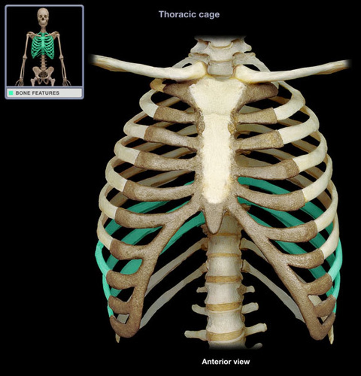 <p>ribs 8-10, connect to shared cartilage, then to sternum</p>