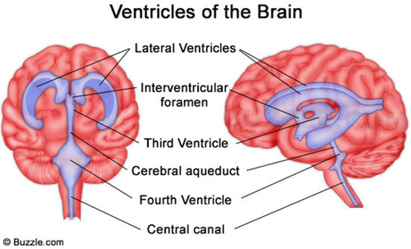 <p>Canals in the brain that contain CSF</p>