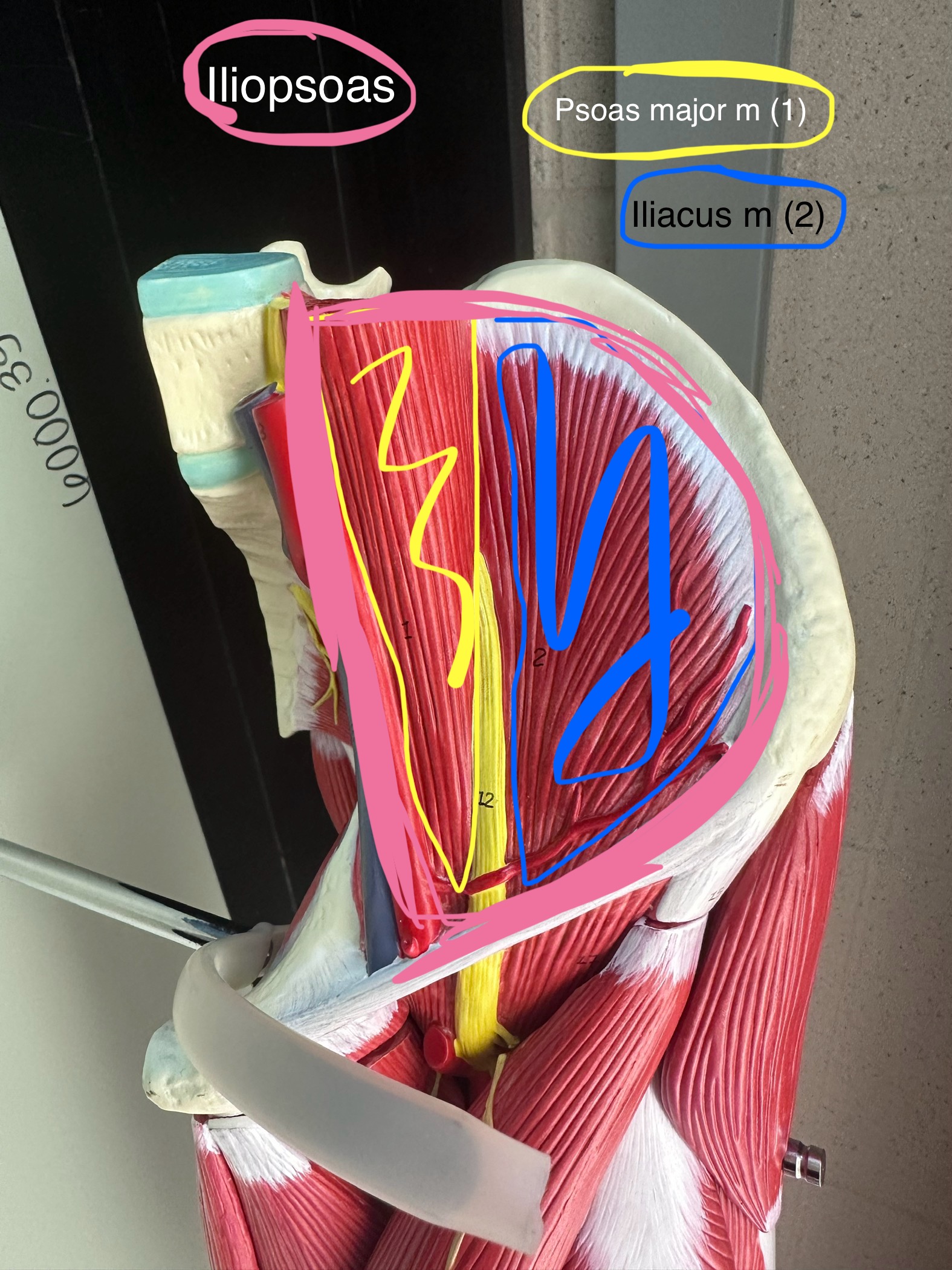 <p>Iliopsoas muscles</p>