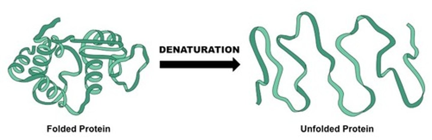 <p>loss of a protein's native structure</p>