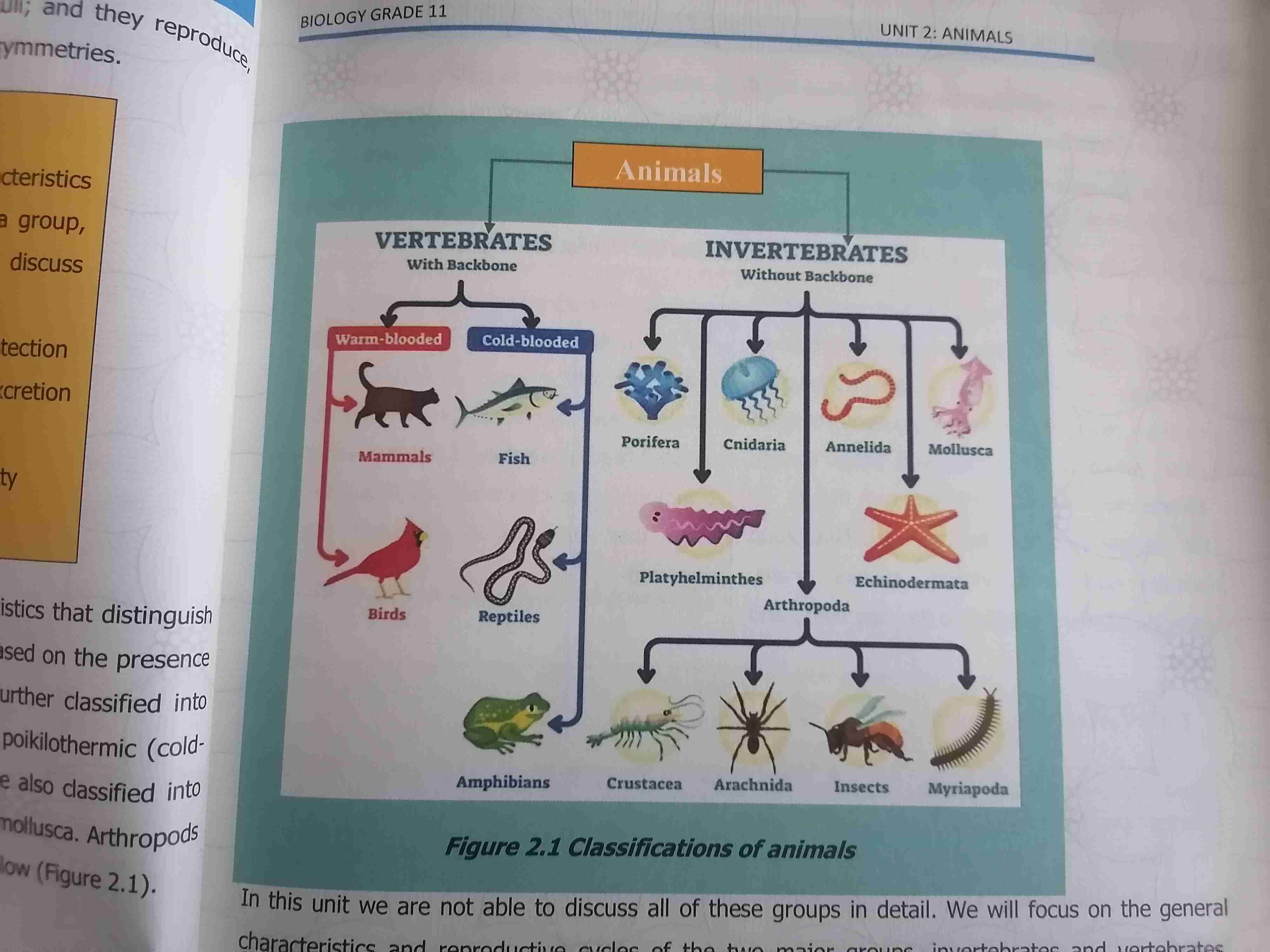 <p>Vertebrate-have vertical column and divide into 2</p><p>1.homeothermic(warm blooded) or endothermic - regular or maintan their body or internal temperature constant</p><p>Example mammal,and bird</p><p>2.poikilothermic(cold blooded) or ecothermic-irregular or variable body temperature</p><p>Example fish reptile and amphibians</p><p>Invertebrates classified into</p><p></p>