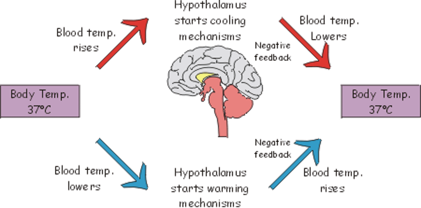 <p>homeostatic control mechanism that shuts off original effect of stimuli or reduces intensity.</p>
