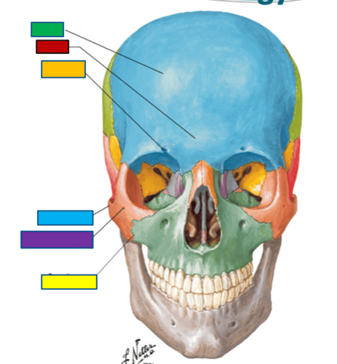 <p>skeleton of forehead and superior margin of the roof of the orbit (green)</p>
