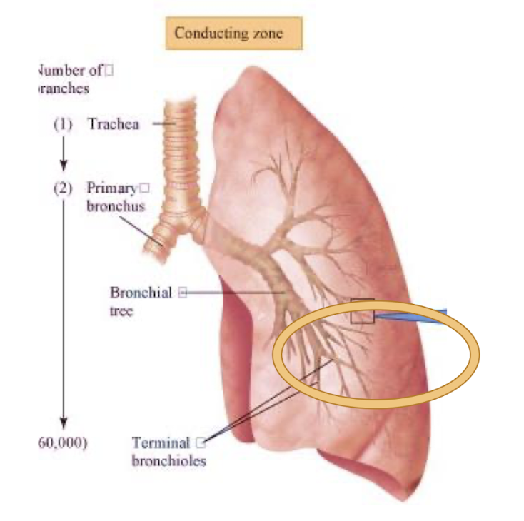 <ul><li><p>trachea</p></li><li><p>bronchiole tree</p></li><li><p>bronchioles</p></li></ul><p></p>