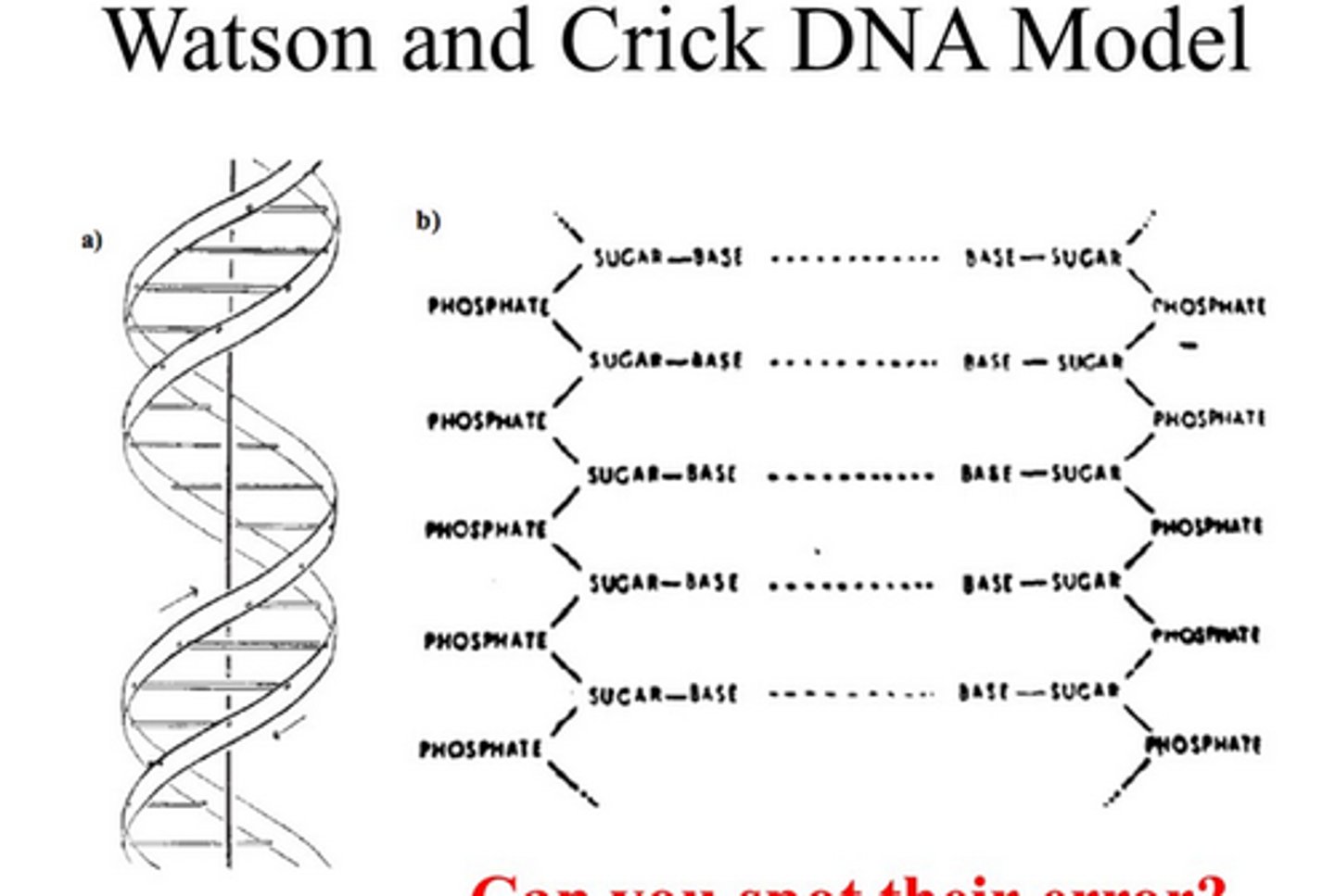 <p>•Two polynucleotide strands that wind around each other about a common axis to form a helix</p><p>•The two strands run Antiparallel</p><p>•The planes of the bases are nearly at right angles to the helical axis</p><p>•Each base is base-paired by hydrogen bonding to a base on opposite strand. Complementary base-pairing</p><p>10 base pairs per turn</p>
