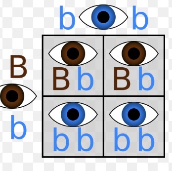 <p>-<span><span>a version of a gene that only determines an organism's phenotype (observable trait) when two copies are present</span></span></p><p><span><span>ex → blue eyes , cleft chin </span></span></p>