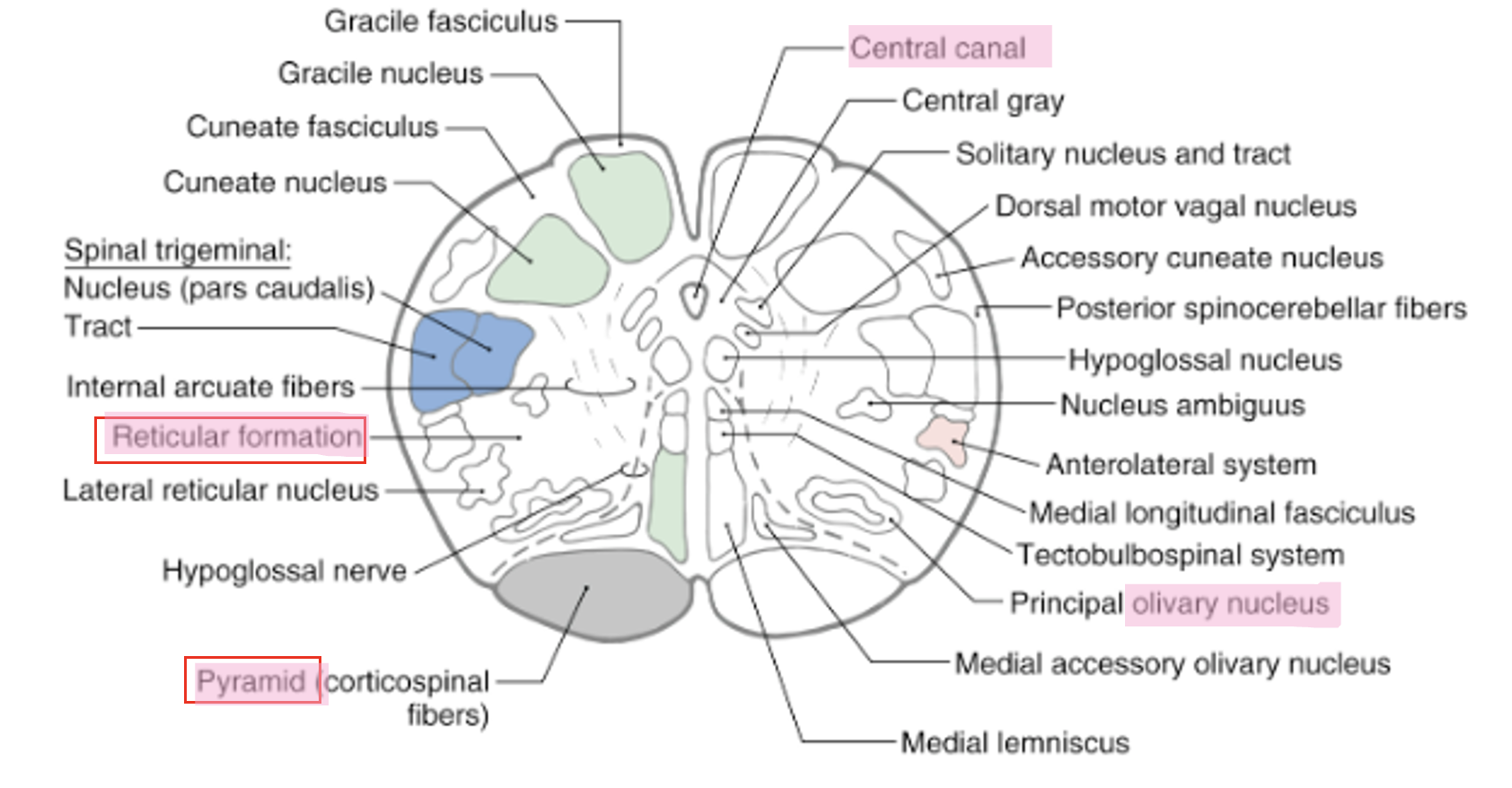 <p>pyramid</p><p>olive<br>- inferior olivary nucleus</p><p>4th ventricle</p><p>reticular formation</p>