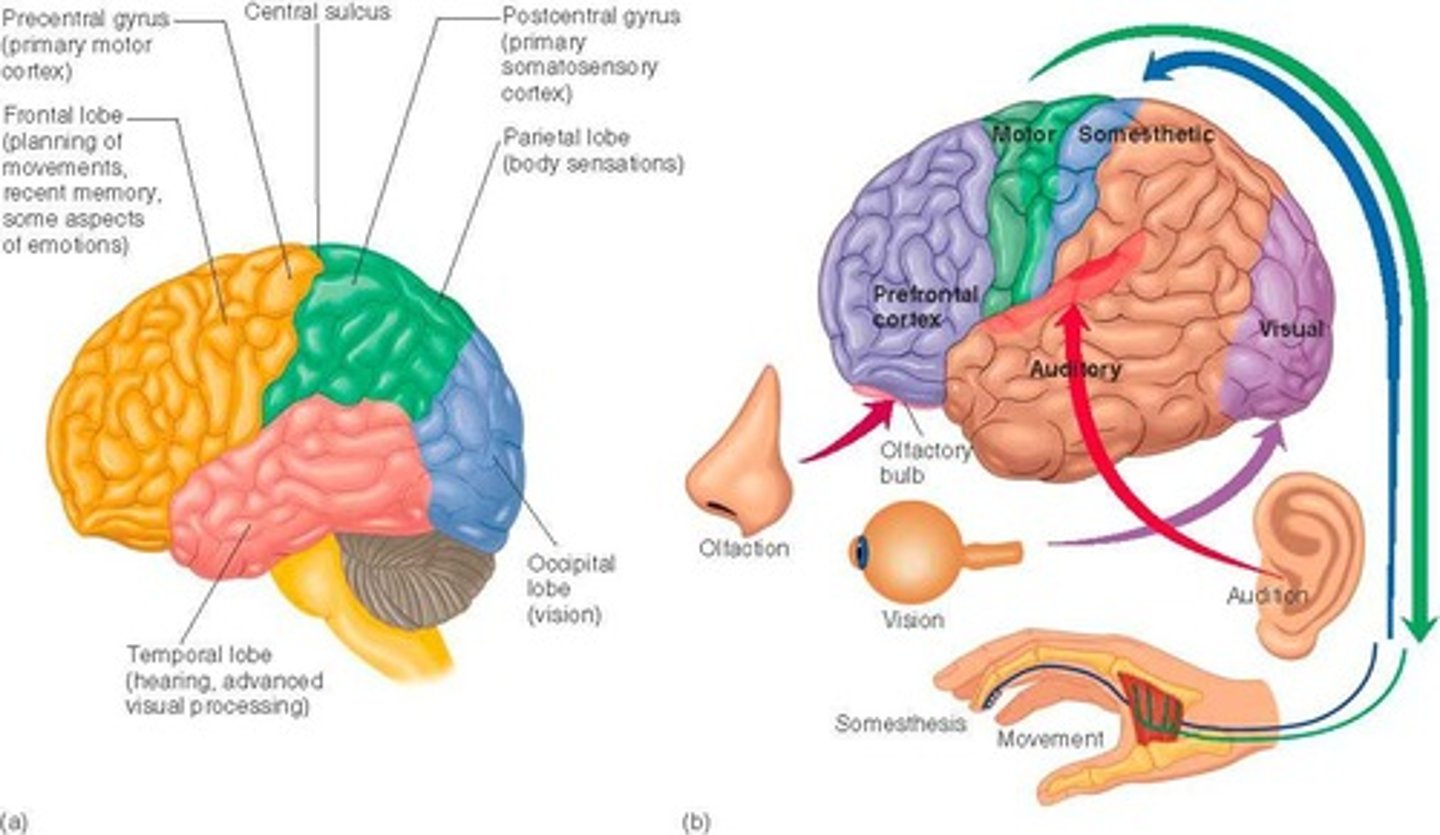 <p>Frontal, temporal, parietal, and occipital.</p>