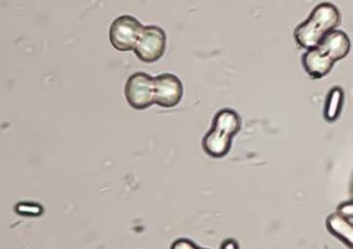 <p>Calcium Carbonate</p>