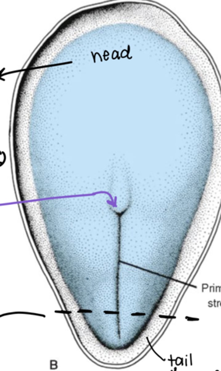 <p>(1) dorsal</p><p>(2) ventral</p><p>(3) caudal</p><p>(4) cranial</p>