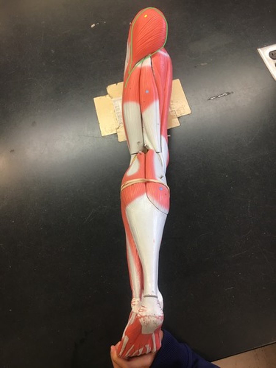 <p>Origin: ilium & sacrum</p><p>Insertion: Iliotibial Tract & Proximal Femur</p>
