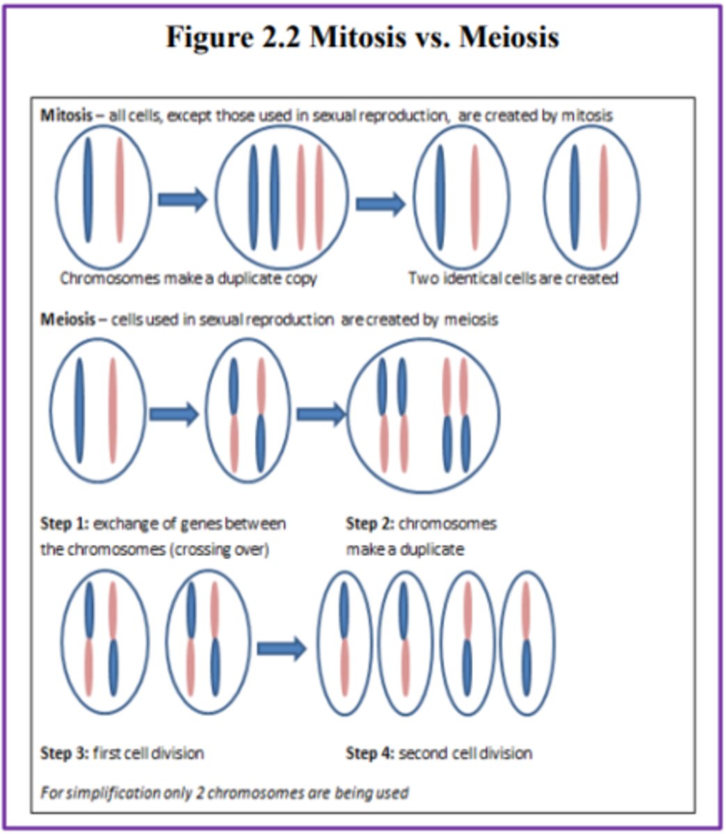 <p>is defined as the cell's nucleus making an exact copy of all the chromosomes and splitting into two new cells.</p>