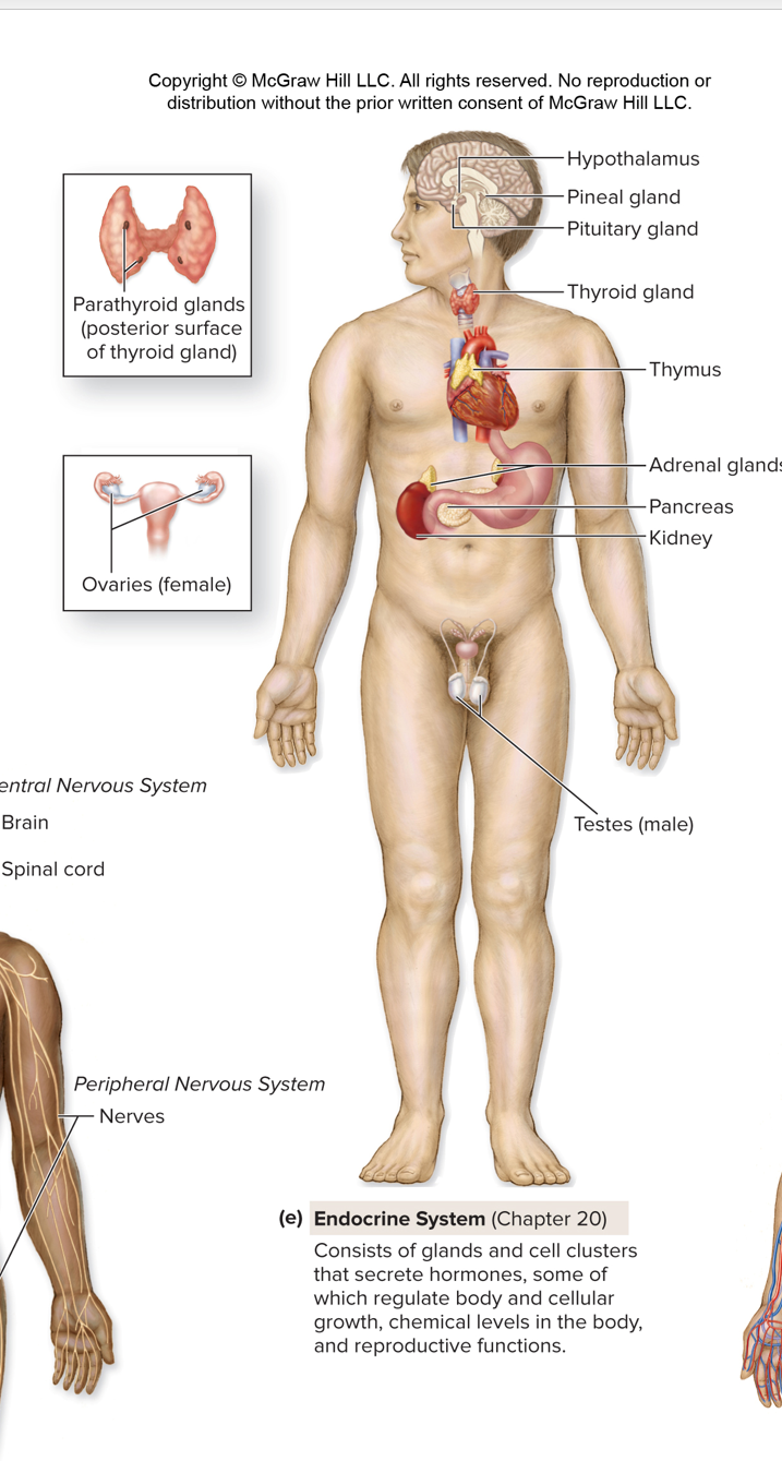 <p>Consists of gland and cell clusters that secrete hormones, some of which regulate body and cellular growth, chemical levels in the body and cellular growth, chemcial levels in the body, and reproductive functions.</p><p></p><p>Organs: </p><p><strong>Hypothalamus</strong> – Links the nervous system to the endocrine system; controls pituitary gland.</p><ul><li><p><strong>Pineal gland</strong> – Regulates sleep-wake cycles (produces melatonin).</p></li><li><p><strong>Pituitary gland</strong> – “Master gland”; controls growth, reproduction, and other glands.</p></li><li><p><strong>Thyroid gland</strong> – Controls metabolism, energy, and growth.</p></li><li><p><strong>Parathyroid glands</strong> – Regulate calcium levels in blood and bones.</p></li><li><p><strong>Thymus</strong> – Helps immune system by maturing T-cells (in children).</p></li><li><p><strong>Adrenal glands</strong> – Control stress response (adrenaline, cortisol), blood pressure, and metabolism.</p></li><li><p><strong>Pancreas</strong> – Regulates blood sugar by releasing insulin and glucagon.</p></li><li><p><strong>Kidneys</strong> – Filter waste; also release hormones (like renin, EPO) for blood pressure and red blood cells.</p></li><li><p><strong>Ovaries (female)</strong> – Produce eggs and female sex hormones (estrogen, progesterone).</p></li><li><p><strong>Testes (male)</strong> – Produce sperm and male sex hormone (testosterone).</p></li></ul><ul><li><p><strong>Hypothalamus</strong> → ADH, Oxytocin, regulatory hormones.</p></li><li><p><strong>Pituitary gland</strong></p><ul><li><p><em>Anterior</em> → ACTH, FSH, GH, LH, MSH, PRL, TSH.</p></li><li><p><em>Posterior</em> → ADH, Oxytocin.</p></li></ul></li><li><p><strong>Pineal gland</strong> → Melatonin.</p></li><li><p><strong>Thyroid gland</strong> → Calcitonin (CT), Thyroid hormones (TH: T3 &amp; T4).</p></li><li><p><strong>Parathyroid glands</strong> → Parathyroid hormone (PTH).</p></li><li><p><strong>Thymus</strong> → Thymopoietin, Thymosins.</p></li><li><p><strong>Heart</strong> → Atrial natriuretic peptide (Atriopetin/ANP).</p></li><li><p><strong>Kidneys</strong> → Calcitriol (vitamin D hormone), Erythropoietin (EPO).</p></li><li><p><strong>Adrenal glands</strong></p><ul><li><p><em>Cortex</em> → Corticosteroids (e.g., cortisol, aldosterone).</p></li><li><p><em>Medulla</em> → Epinephrine (E), Norepinephrine (NE).</p></li></ul></li><li><p><strong>GI tract</strong> → CCK, GIP, Gastrin, Secretin, VIP.</p></li><li><p><strong>Pancreatic islets</strong> → Glucagon, Insulin, Somatostatin, Pancreatic polypeptide.</p></li><li><p><strong>Testes</strong> → Androgens (mainly Testosterone), Inhibin.</p></li><li><p><strong>Ovaries</strong> (not labeled here but included) → Estrogens, Progesterone, Inhibin.</p></li></ul><p></p>