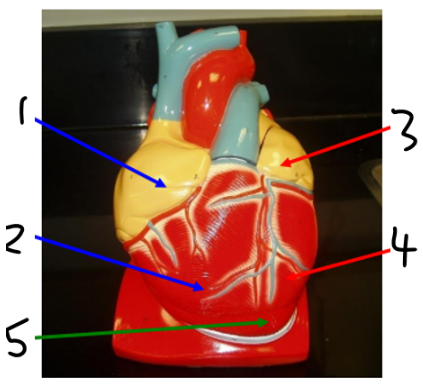 <p><span><span>Does chamber 1 contain oxygenated or deoxygenated blood?</span></span></p>