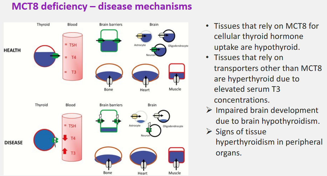 <p>T3 levels are elevated but it is not well know what causes this?!</p>