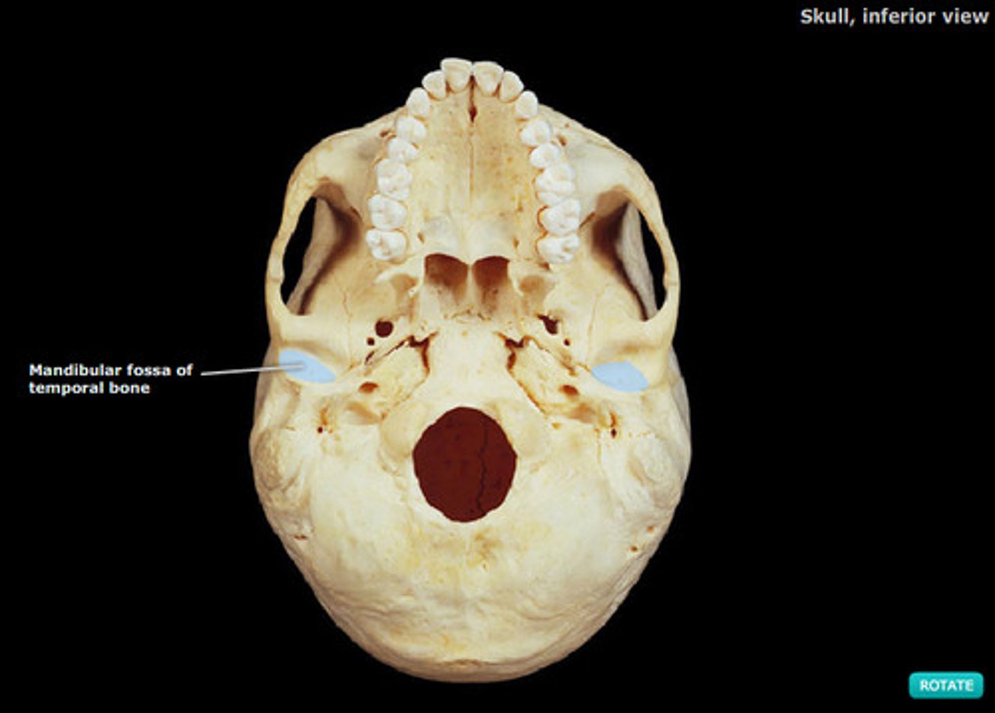 knowt flashcard image