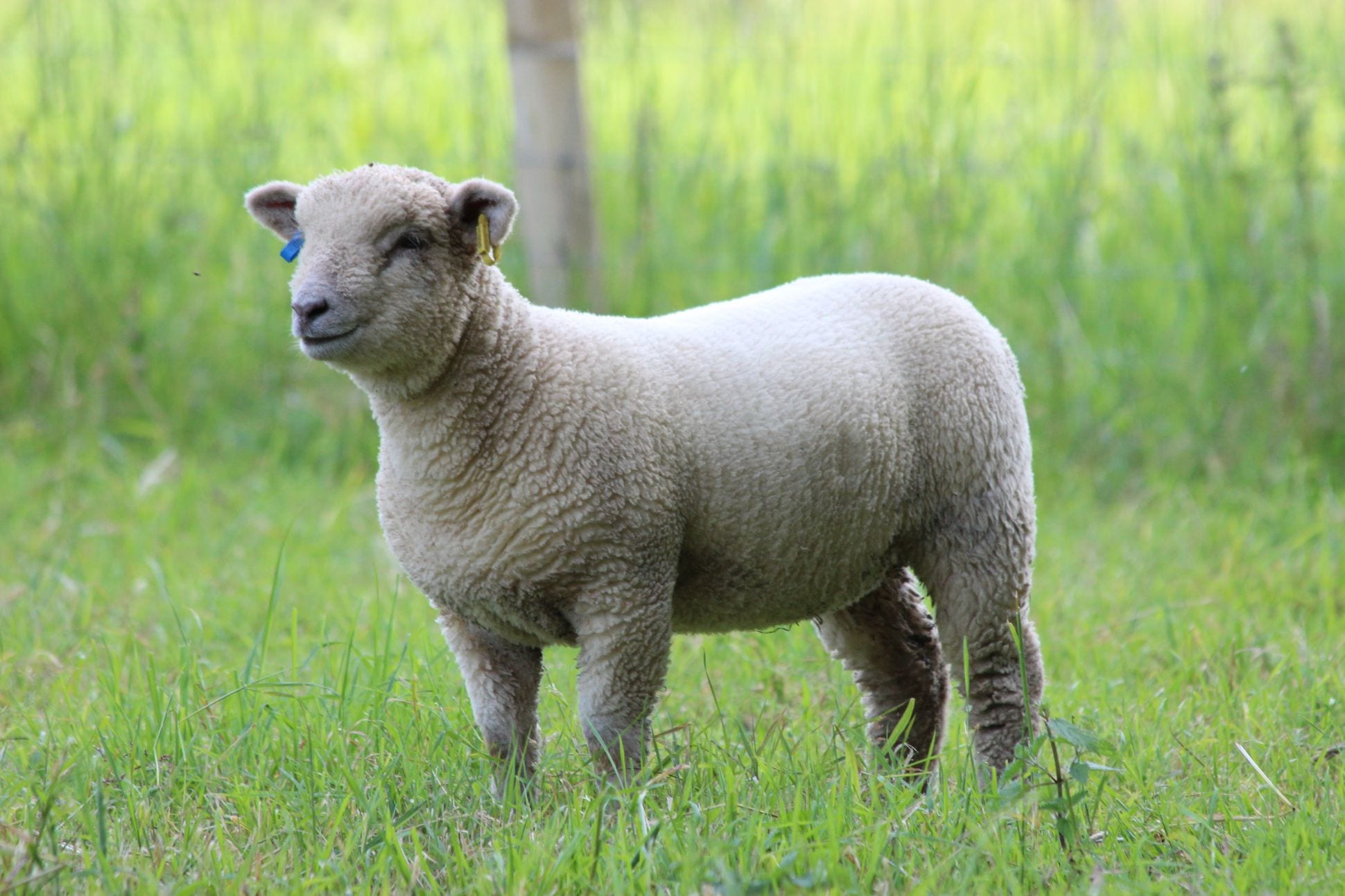 <p>One of the first established breeds</p><p>most breeds can trace back to it</p><p>wool is found on their face</p><p>NOT OPENED FACED</p>