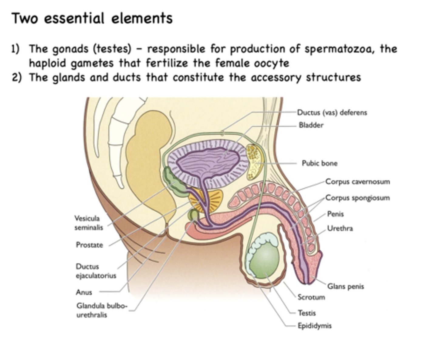 <p>Gonads (testes)</p>