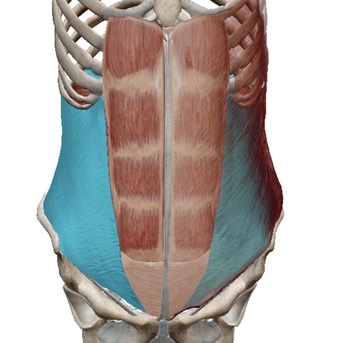 <p>Identify this muscle</p>