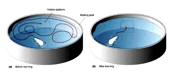 <p>rat is put into a pool with opaque water and a hidden platform. time for rat to find the platform in the pool is measured many times - time to find the platform gradually decreases</p><ul><li><p>assesses spatial learning and the hippocampus (memory)</p></li></ul><p></p>