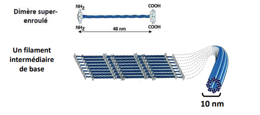 <ul><li><p>Structures <strong>fibreuses, compactes et résistantes</strong> formées par l’association de monomères</p></li></ul><ul><li><p>Assurent le <strong>maintien de l’architecture cellulaire et tissulaire</strong></p></li><li><p><strong>Stables</strong>, non soumis à des polymérisations/dissociations rapides</p></li><li><p>La <strong>phosphorylation</strong> peut modifier leur stabilité</p><ul><li><p><strong>Stabilisation :</strong> neurofilaments</p></li><li><p><strong>Dépolymérisation :</strong> lamines nucléaires</p></li></ul></li></ul><p></p>