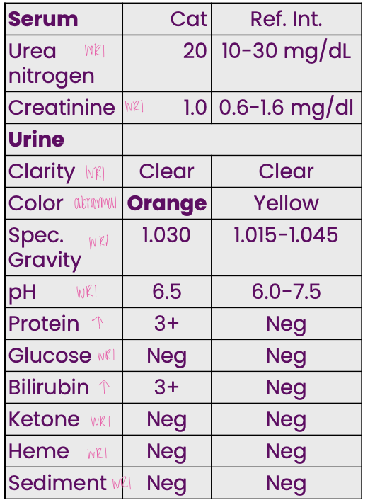 <p>A 6-yr-old cat presented</p><p class="p1">with pale mucous</p><p class="p1">membranes, and</p><p class="p1">mmmm regenerative anemia. Based</p><p class="p1">on all information, what is</p><p class="p1">the most likely cause</p>